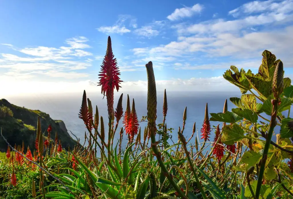 Madeira Flora