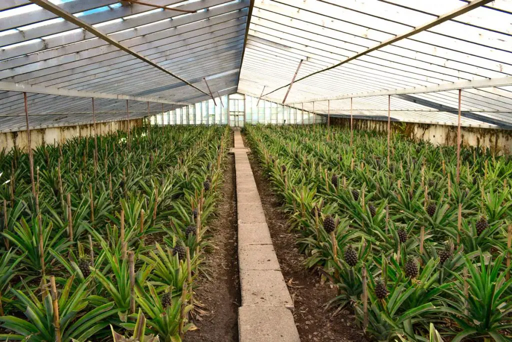 Arruda Pineapple Farm