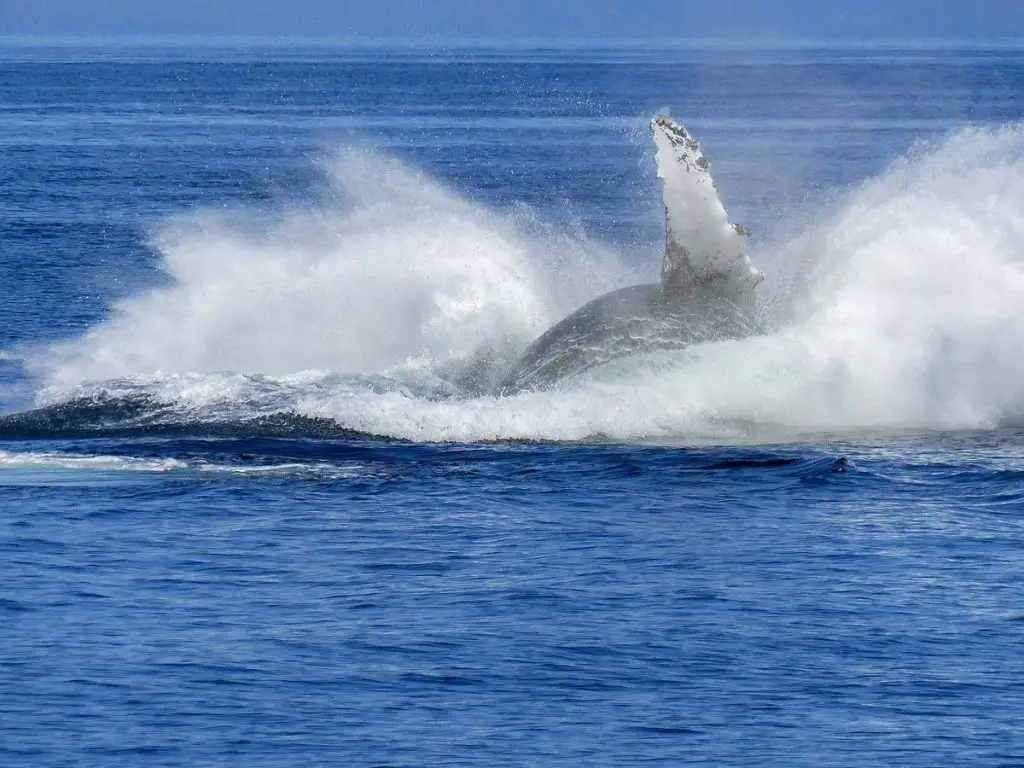 Whale watching Ponta Delgada