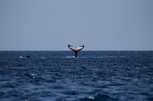 Whale watching in the Azores Islands