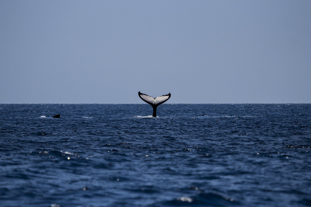 Azores Islands: Whale Watching in the Azores Islands